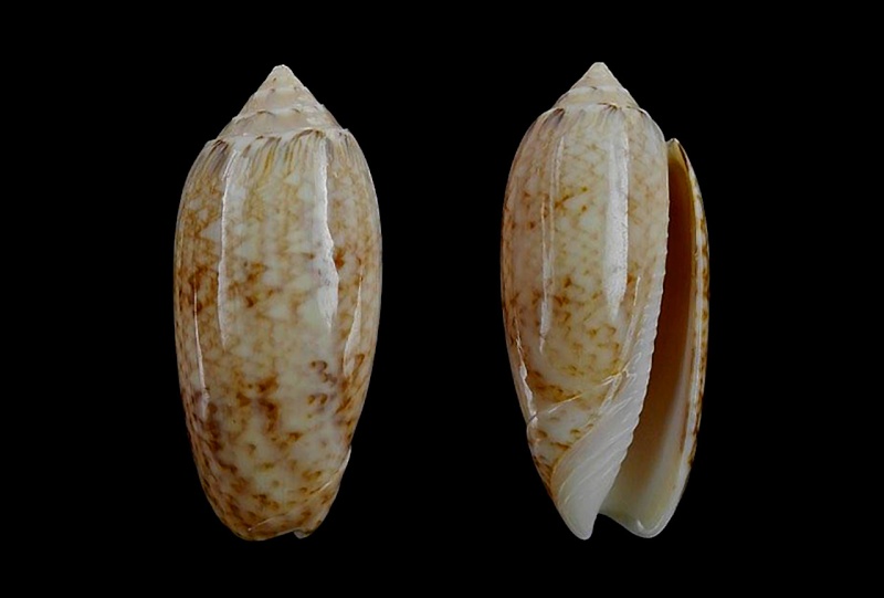 Americoliva bollingi choctaw Petuch & R.F. Myers, 2014 - Worms = OLiva nivosa bollingi (Clench, 1934) Americ15