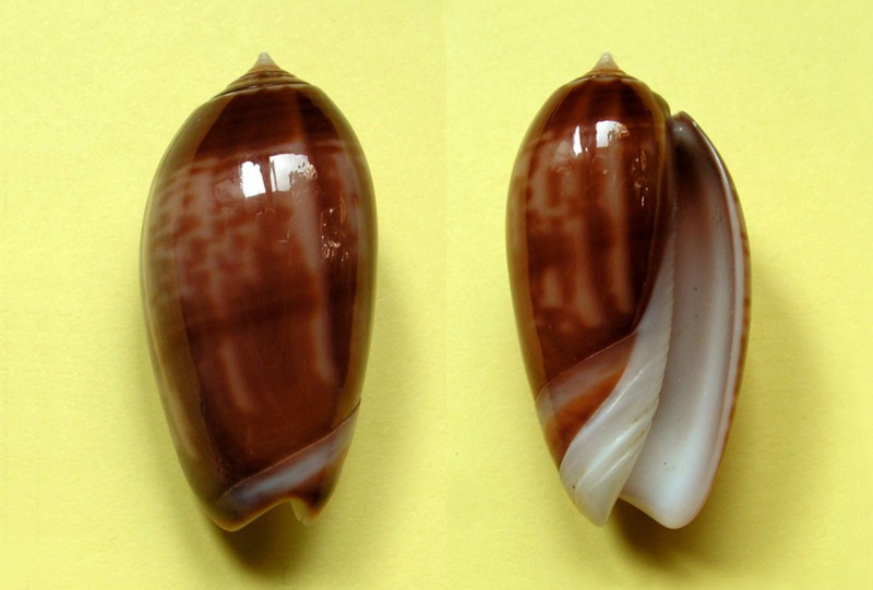 Americoliva peruviana f. subcastanea (Vanatta, 1915) voir Americoliva peruviana (Lamarck, 1811) Americ38