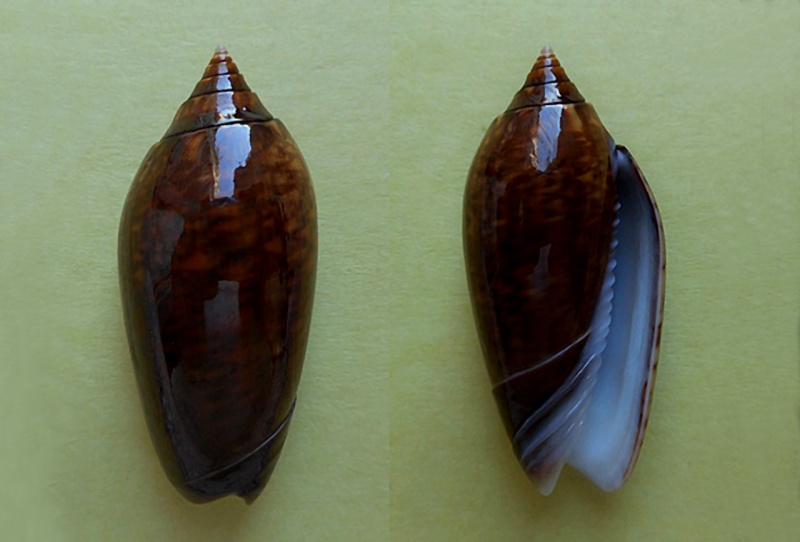 Americoliva spicata fuscata (Marrat, 1870)  - Worms = Oliva spicata (Röding, 1798) Americ50