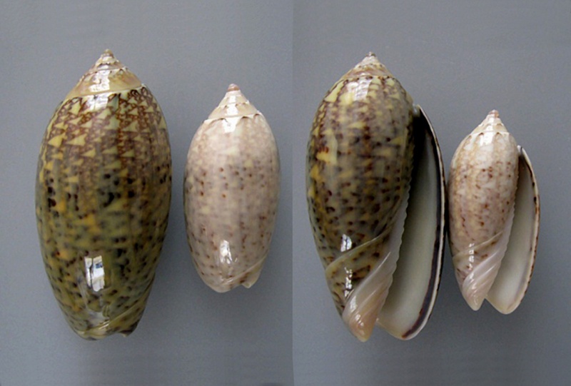 Americoliva tisiphona (Duclos, 1844) Americ56