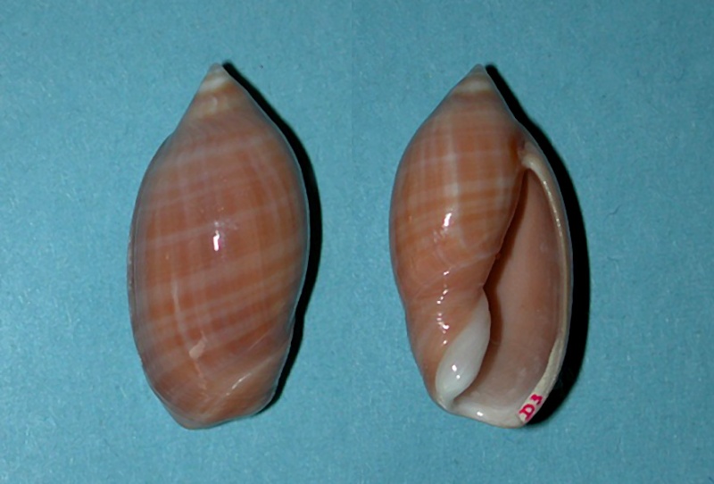 Ancilla ventricosa (Lamarck, 1811) Ancill22