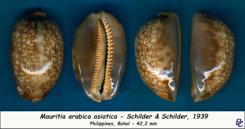 Mauritia arabica asiatica - Schilder & Schilder, 1939  - Page 2 Arabic10