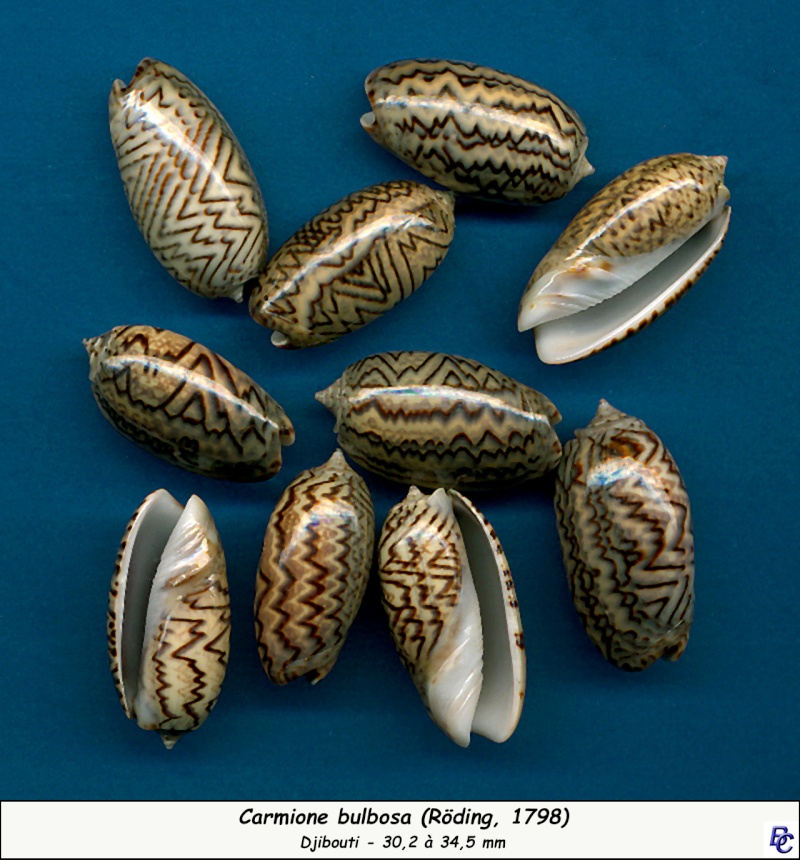 Carmione bulbosa f. lacertina  (Quoy & Gaimard, 1825) voir Carmione bulbosa (Röding, 1798) Bulbos10