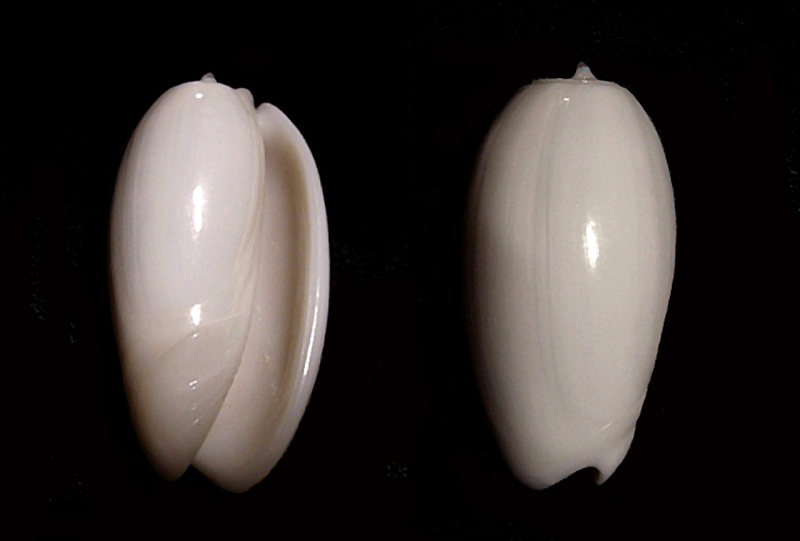 Carmione bulbosa f. immaculata (Vanatta, 1915) voir Carmione bulbosa (öding, 1798) Carmio15