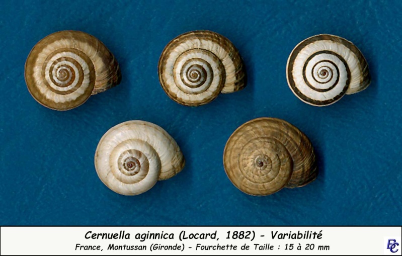 aginnica -  Cernuella's - Essayons de les reconnaître Cernue10