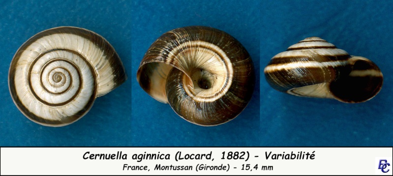 Cernuella aginnica (Locard, 1882) - Page 2 Cernue14