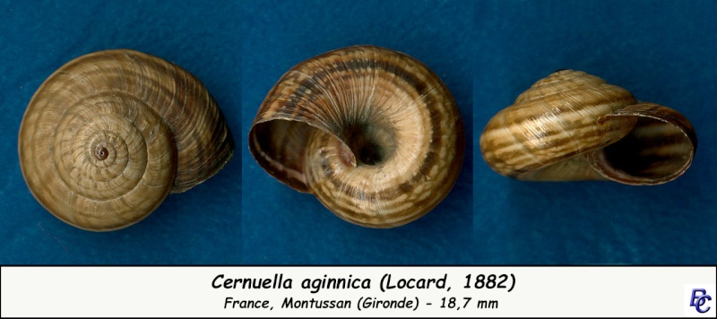 Cernuella aginnica (Locard, 1882) - Page 2 Cernue18