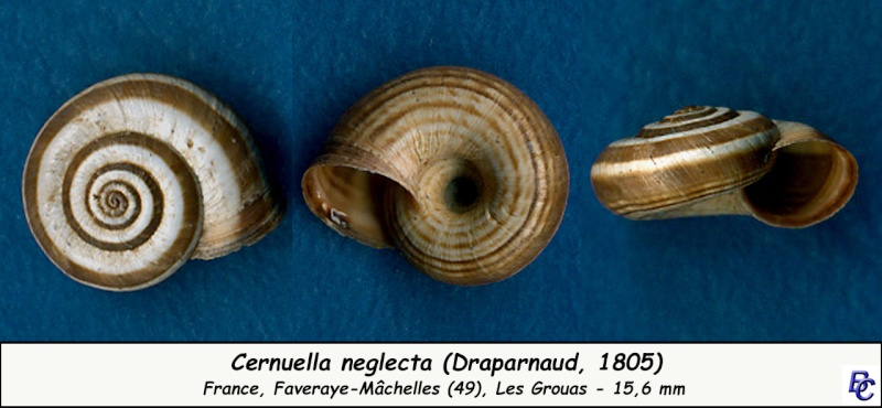 Cernuella neglecta (Draparnaud, 1805) Cernue20