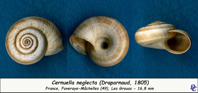 Cernuella neglecta (Draparnaud, 1805) Cernue21