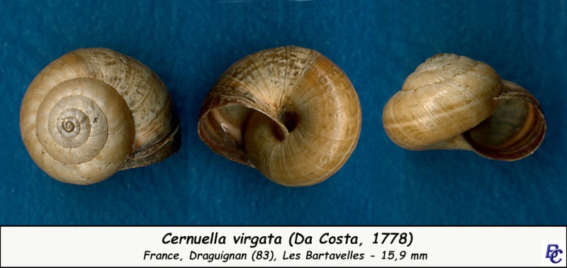 Cernuella virgata (Da Costa, 1778) Cernue22
