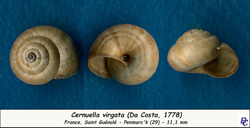 Cernuella virgata (Da Costa, 1778) Cernue25