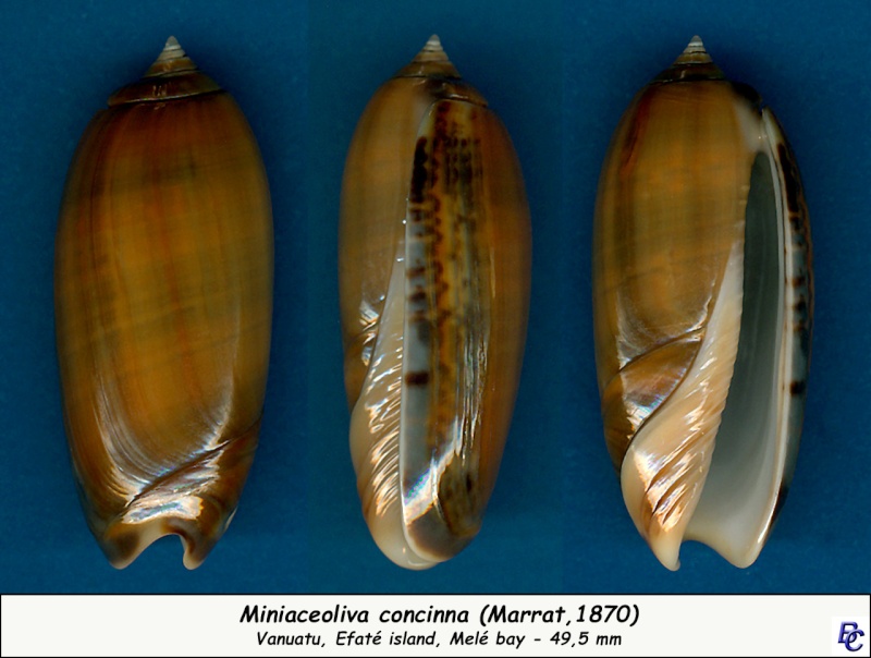 Miniaceoliva concinna f. chrysoides (Dautzenberg , 1927)  Concin11
