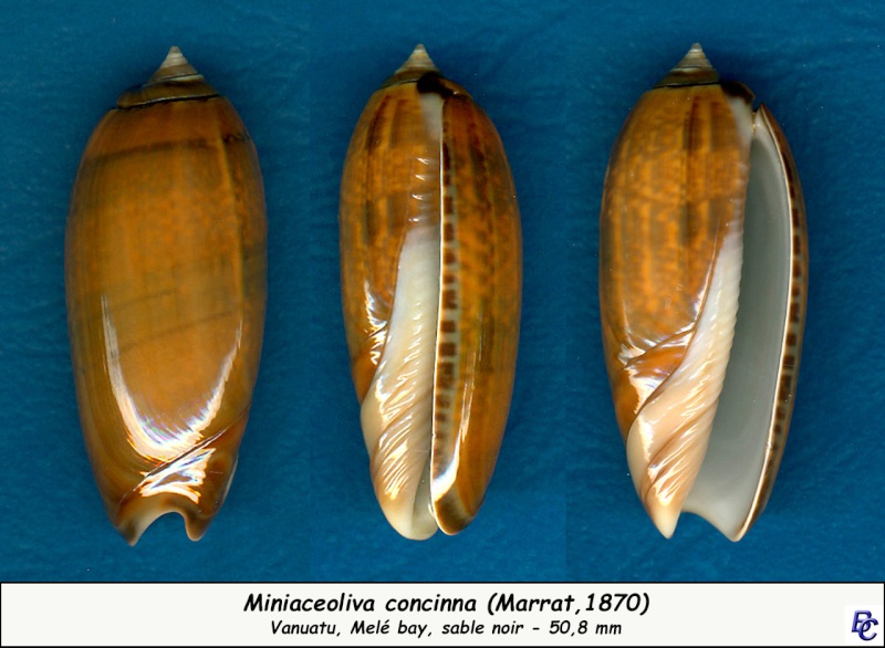 Miniaceoliva concinna f. chrysoides (Dautzenberg , 1927)  Concin13