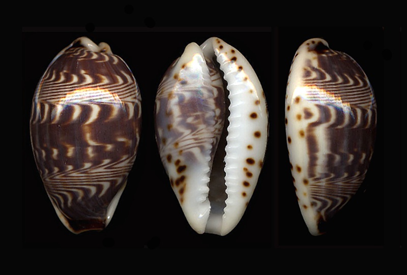 Palmadusta diluculum (Reeve, 1845) Dilicu12