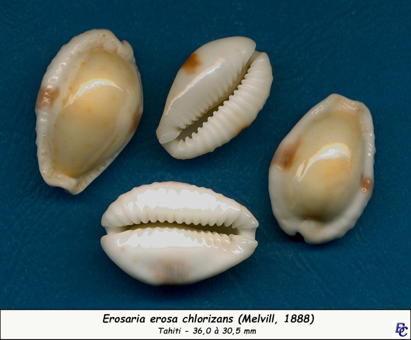 Naria erosa (Linnaeus, 1758) - Sub-Fossile Erosa_10