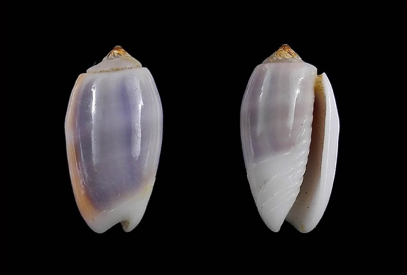 Galeola carneola f. violacea (Prior, 1975) - Worms = Oliva carneola (Gmelin, 1791) Galeol11