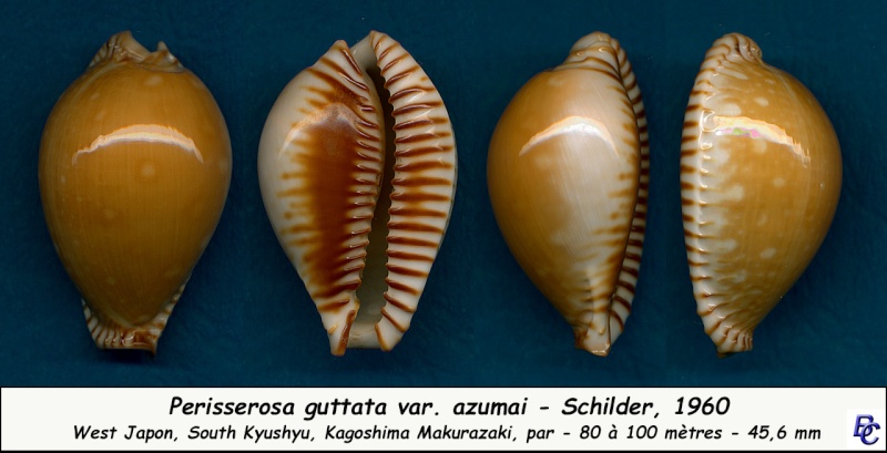 Perisserosa guttata azumai (F. A. Schilder, 1960) - Page 3 Guttat11