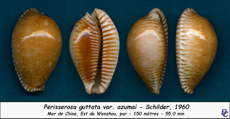 Perisserosa guttata azumai (F. A. Schilder, 1960) - Page 3 Guttat12