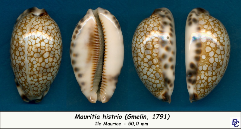 Mauritia histrio - (Gmelin, 1791) - Page 3 Histri15