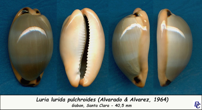 Luria lurida pulchroides (Alvarado & J. Álvarez, 1964) Lurida17