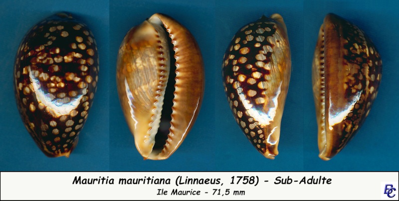 Mauritia mauritiana - (Linnaeus, 1758) - Page 4 Maurit14