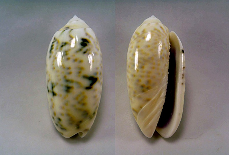 Miniaceoliva caerulea ponderi (Petuch & Sargent, 1986) Miniac15