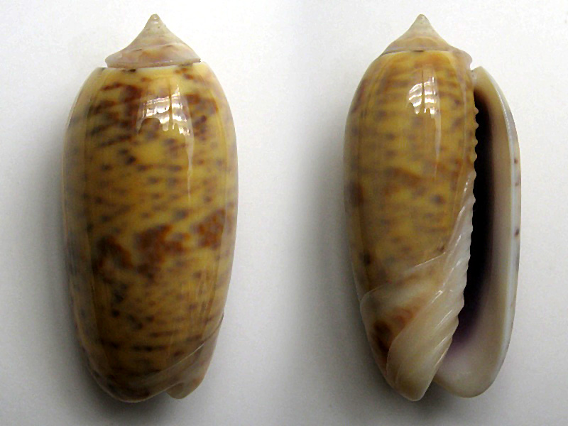 Miniaceoliva emeliodina (Duclos, 1845) - Worms = Oliva emeliodina Duclos, 1845 Miniac16