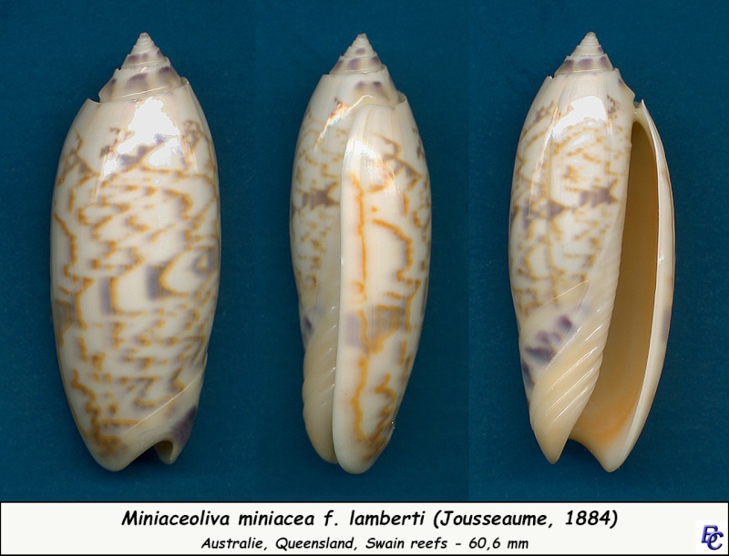 Miniaceoliva miniacea f. lamberti (Jousseaume, 1884) voir Miniaceoliva lamberti (Jousseaume, 1884) - Page 3 Miniac23