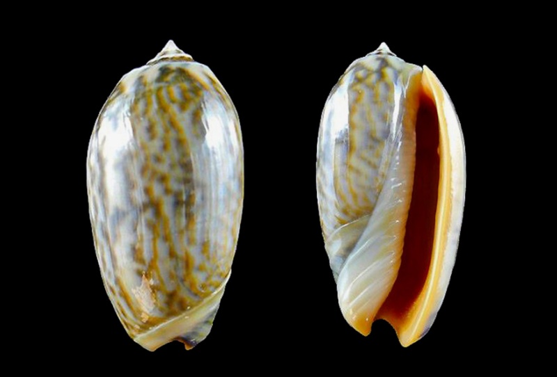 Miniaceoliva miniacea miniacea (Röding, 1798) Miniac28