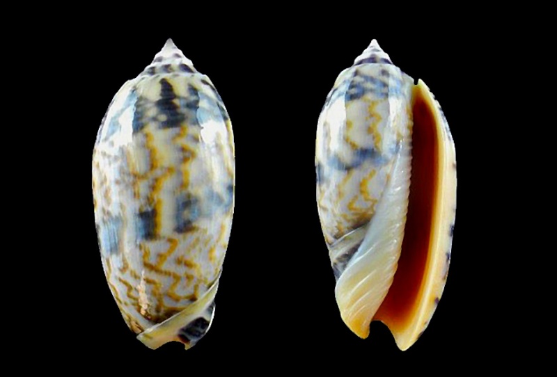 Miniaceoliva miniacea miniacea (Röding, 1798) Miniac29