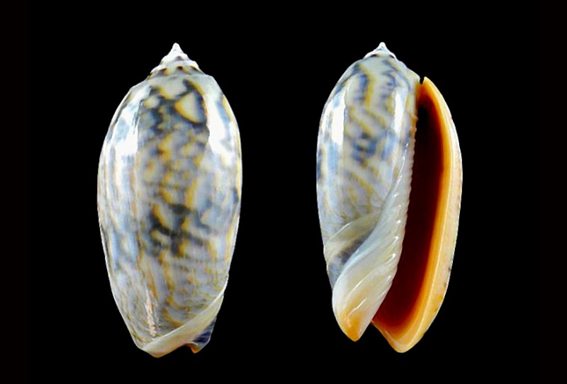 Miniaceoliva miniacea miniacea (Röding, 1798) Miniac30