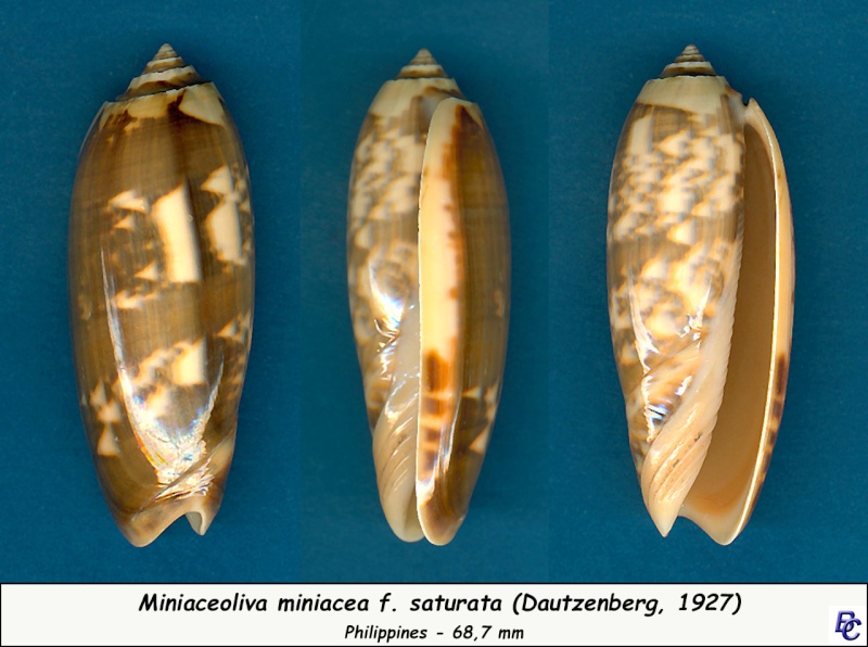 Miniaceoliva miniacea f. saturata (Dautzenberg, 1927) Miniac32