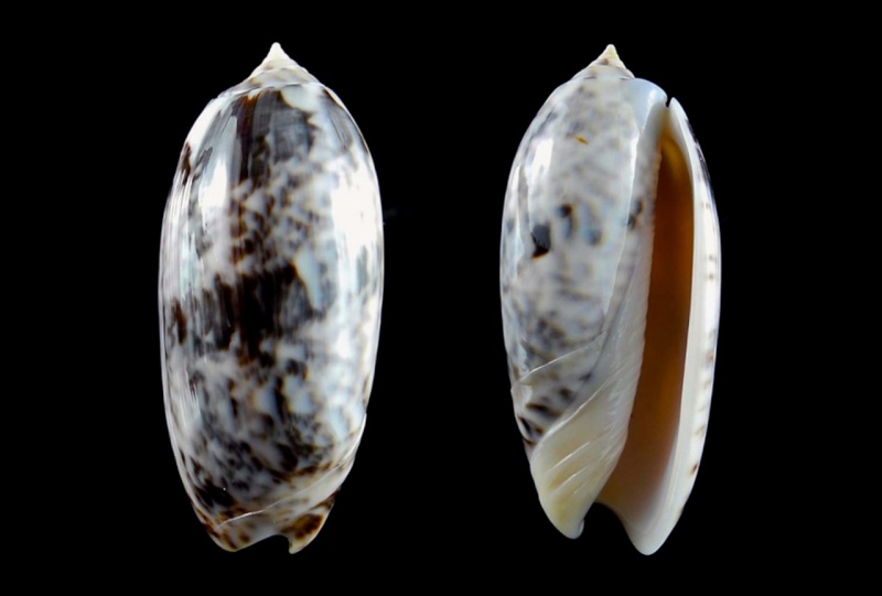 Miniaceoliva pica (Lamarck, 1811) - Worms = Oliva pica Lamarck, 1811 Miniac35