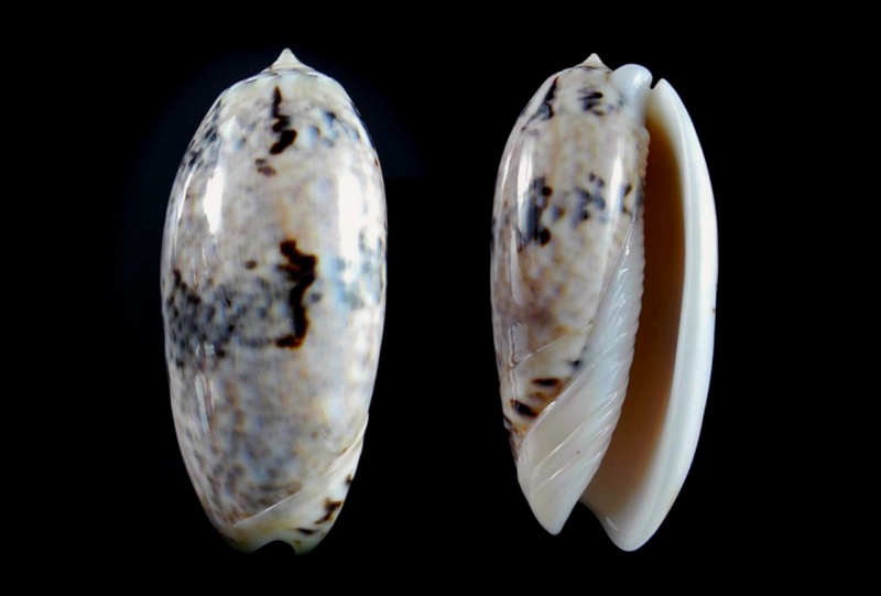 Miniaceoliva pica (Lamarck, 1811) - Worms = Oliva pica Lamarck, 1811 Miniac36
