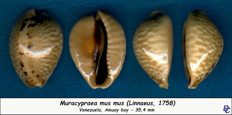 Muracypraea mus mus (Linnaeus, 1758) Mus_mu10