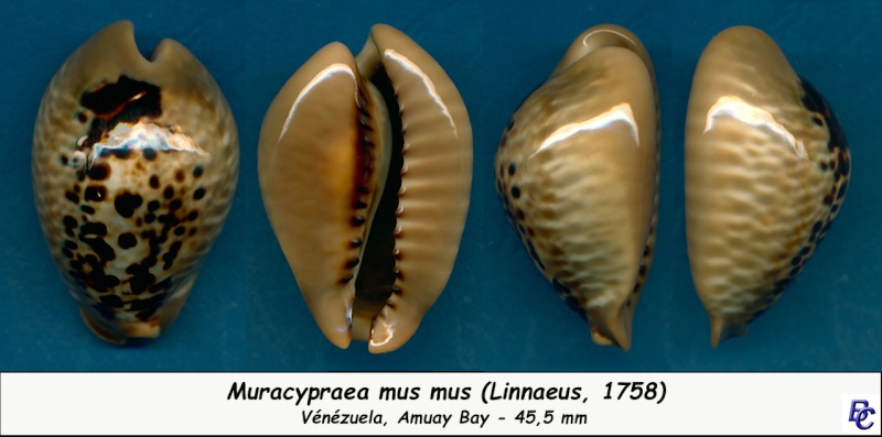 Muracypraea mus mus (Linnaeus, 1758) Mus_mu11