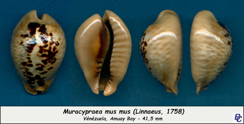 Muracypraea mus mus (Linnaeus, 1758) Mus_mu13