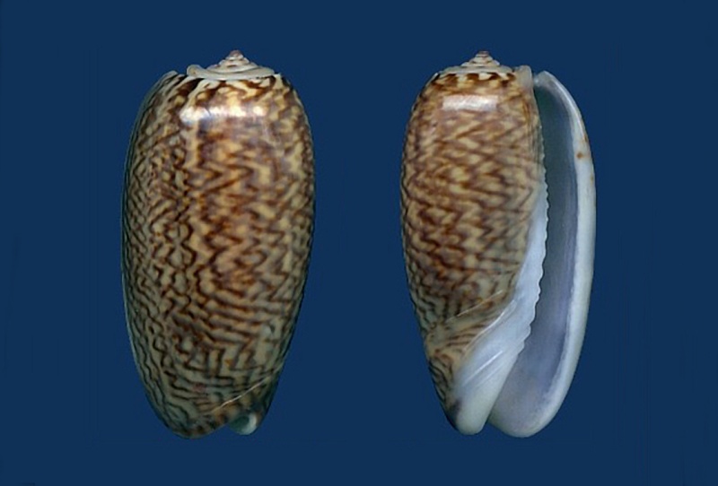 Musteloliva mustelina mustelina (Lamarck, 1811) - Worms = Oliva mustelina mustelina Lamarck, 1811 Mustel10