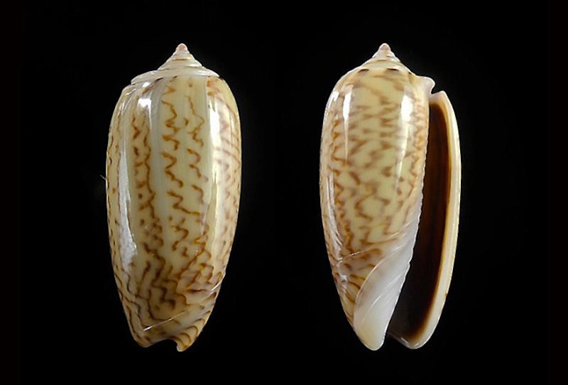 Musteloliva mustelina virgata (Sterba, 2005) - Worms = Oliva mustelina virgata Sterba, 2005 Mustel11