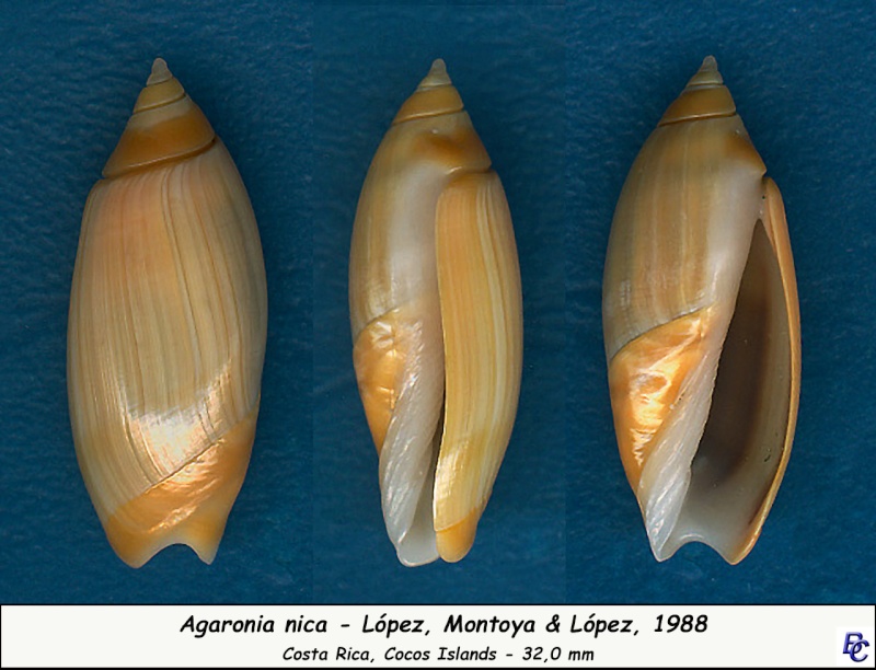 Agaronia nica Lopez, Montoya & Lopez, 1988 Nica_310