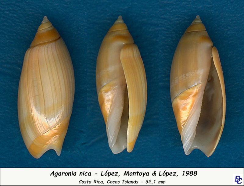 Agaronia nica Lopez, Montoya & Lopez, 1988 Nica_311