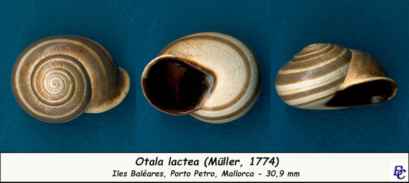 Otala lactea (Müller, 1774) - Page 2 Otala_10