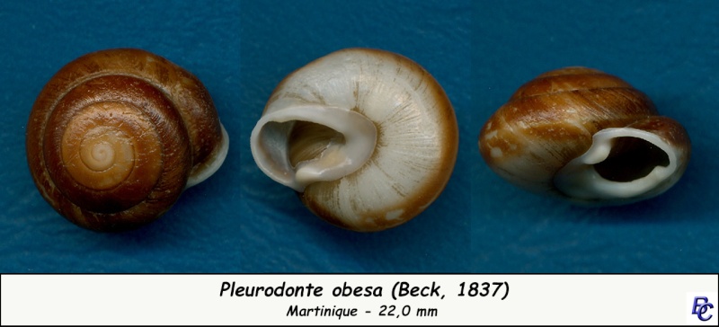 Pleurodonte obesa (Beck, 1837) Pleuro12