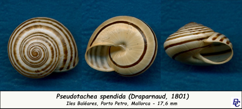 Pseudotachea splendida (Draparnaud, 1801) - Page 2 Pseudo10