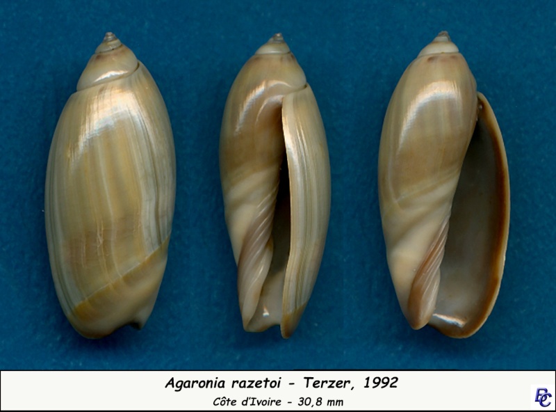 Agaronia razetoi Terzer, 1992 Razeto11