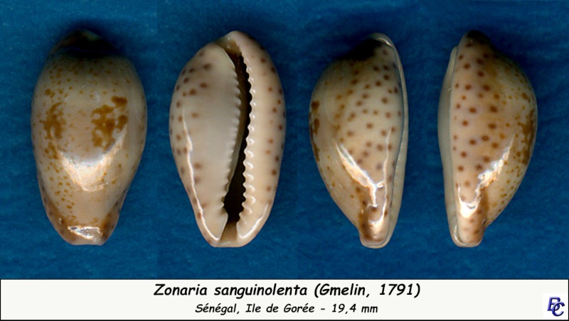 Zonaria zonaria (Gmelin, 1791) Sangui10