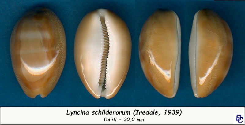 Lyncina schilderorum - Iredale, 1939 Schild10
