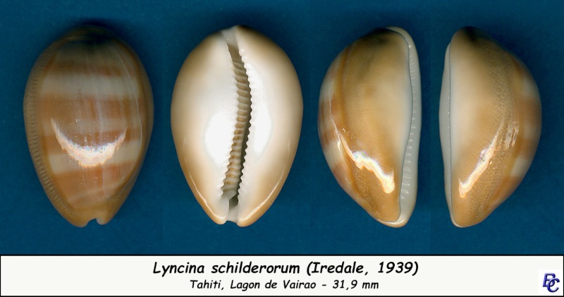 Lyncina schilderorum (Iredale, 1939) Schild11