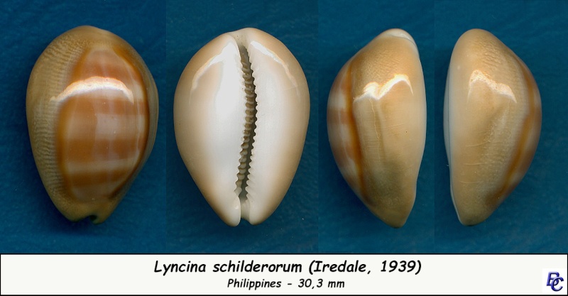 Lyncina schilderorum (Iredale, 1939) Schild12