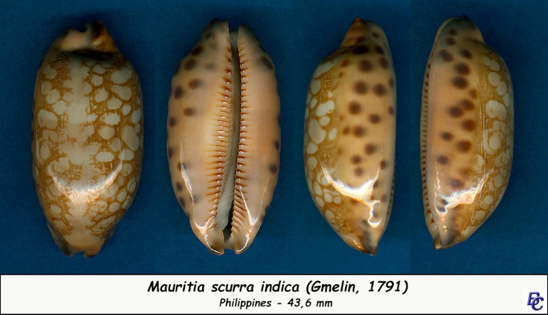 Mauritia scurra scurra - (Gmelin, 1791)  Scurra11